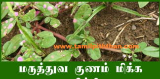 உங்கள் ஞாபக சக்தி குறைவுக்கு இதோ பாட்டி வைத்தியம்! மணலிக்கீரை