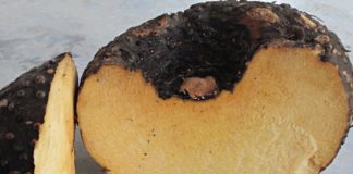 பெண்களின் ரகசிய நோயை விரட்டும் கருணை கிழங்கு! கருணைக்கிழங்கு