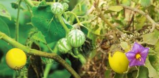 கண்டங்கத்தரி (வட்டுக்கத்தரி) யின் மருத்துவ குணங்கள்! Kandankathiri Benefits in Tamil Vattu Kathirikai Payangal Kandankathiri Benefits in Tamil