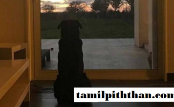 உலுக்கும் புகைப்படம்! கண்ணீர் சிந்திய உலகம்! சாலாவின் வருகைக்காக காத்திருக்கும் அவரது செல்ல நாய்!