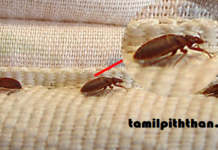 மூட்டை பூச்சிகளை ஒரே நாளில் வீட்டிலே விரட்டுவதுக்கான இயற்கை வழிகள்.