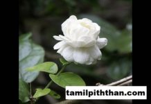 நோய்களை குணமாக்கும் மல்லிகைப் பூவின் மகத்துவம் தெரியுமா!