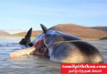 இறந்த பின்னர் வயிற்றை கிழித்து சோதித்த போது காத்திருந்த அதிர்ச்சி! உயிருடன் கரை ஒதுங்கிய திமிங்கலம்! வயிற்றை கிழித்து