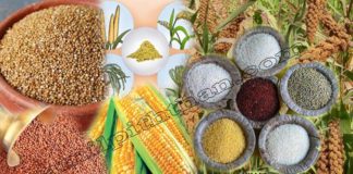 Millet Benefits in Tamil Siruthaniyam Payangal Cereals Benefits in Tamil சிறுதானிய பயன்கள் சிறுதானிய வகைகள் Siruthaniyangal சிறுதானிய அரிசி Millet Vagaigal Millet Benefits in Tamil