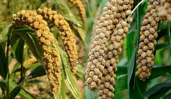 Thinai Benefits In Tamil Foxtail Millet