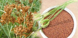 ராகி/குரக்கன்/கேழ்வரகு/கேப்பை Finger Millet – Ragi Benefits in Tamil Ragi Payangal Ragi uses in Tamil. Ragi Benefits in Tamil