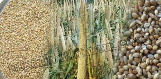 கம்பு பயன்கள் – Kambu Benefits in Tamil (Pearl Millet) Kambu Payangal Kambu uses in Tamil Kampu கம்பு Kambu Benefits in Tamil