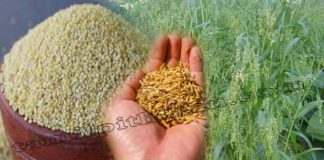 சாமை பயன்கள் – Samai Benefits in Tamil (Little Millet)சாமை Samai Payangal Samai uses in Tamil Panicum sumatrense Samai Benefits in Tamil
