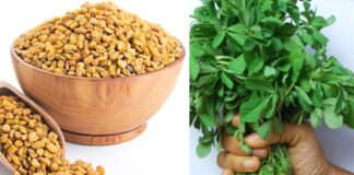 Venthayam வெந்தயம் மருத்துவ பயன்கள் (Vendhayam – மேத்தி) Benefits Of Fenugreek In Tamil வெந்தயம் Venthayam ! venthayam