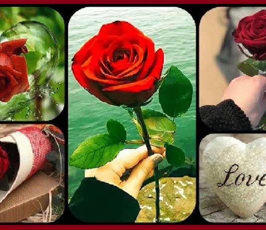 Haiku Kavithaikal Tamil ஹைக்கூ கவிதைகள் Tamil Kavithai Lyrics (Tamilpiththan kavithaigal-42)